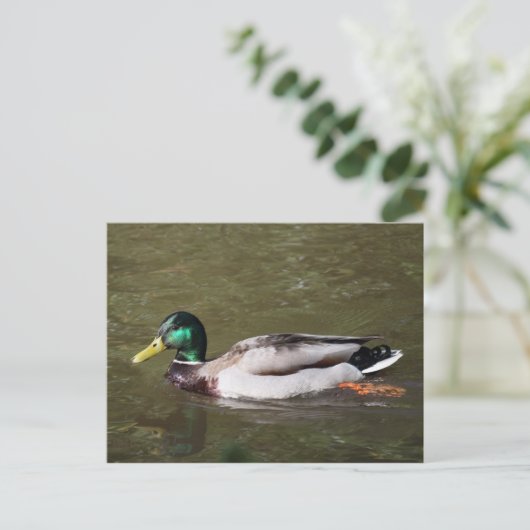 Mallard Duck Briefkaart (Staand voorkant)