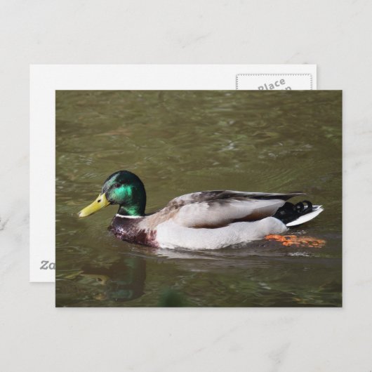 Mallard Duck Briefkaart (Voorkant / Achterkant)