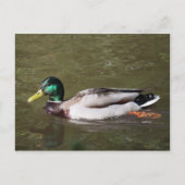 Mallard Duck Briefkaart (Voorkant)