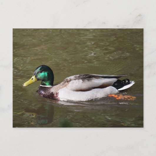 Mallard Duck Briefkaart (Voorkant)