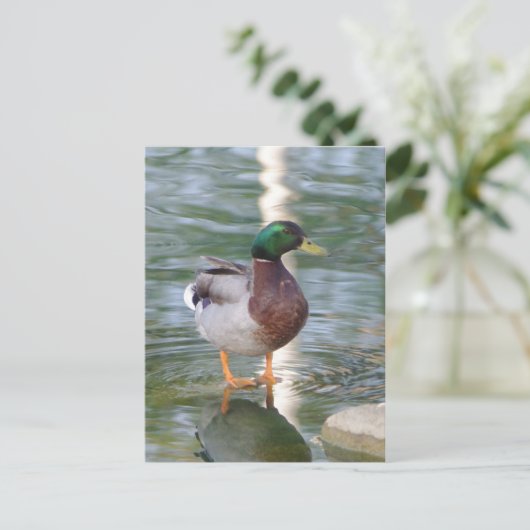 Mallard Duck Briefkaart (Staand voorkant)
