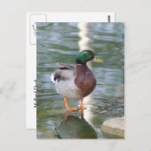 Mallard Duck Briefkaart (Voorkant / Achterkant)
