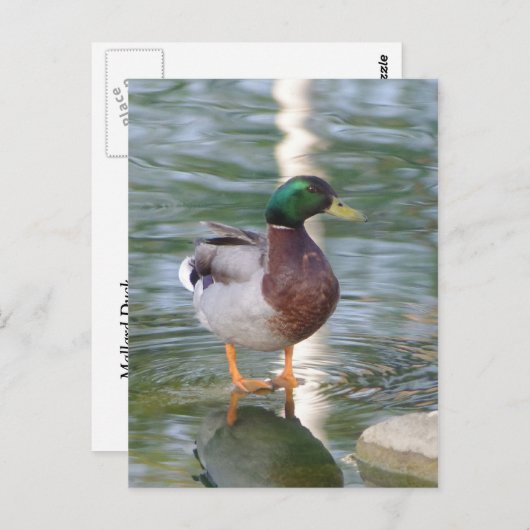 Mallard Duck Briefkaart (Voorkant / Achterkant)