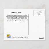Mallard Duck Briefkaart (Achterkant)