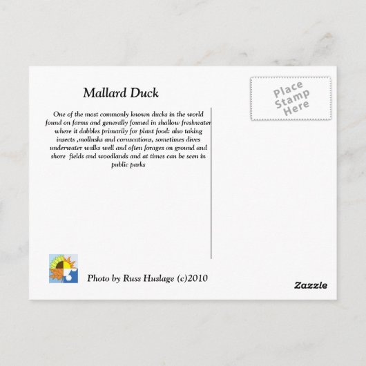 Mallard Duck Briefkaart (Achterkant)