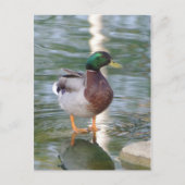 Mallard Duck Briefkaart (Voorkant)