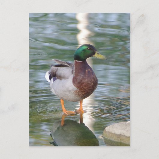Mallard Duck Briefkaart (Voorkant)
