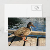 Mallard Duck Briefkaart (Voorkant / Achterkant)
