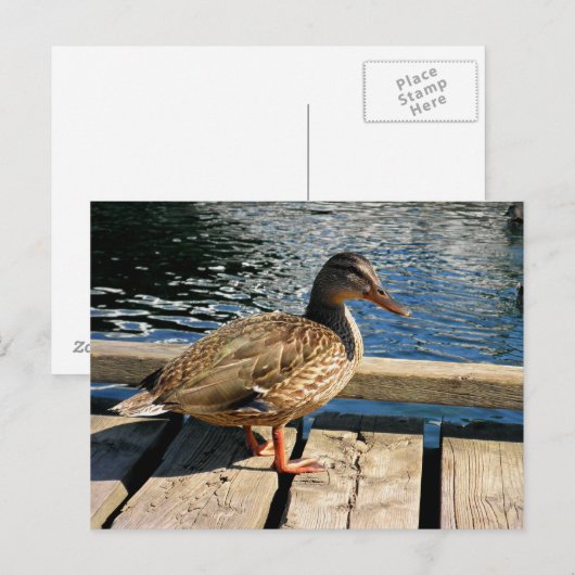 Mallard Duck Briefkaart (Voorkant / Achterkant)