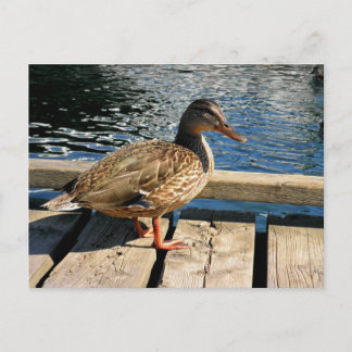 Mallard Duck Briefkaart