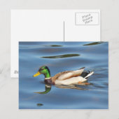 Mallard Duck Briefkaart (Voorkant / Achterkant)
