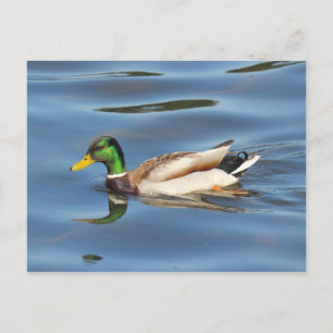 Mallard Duck Briefkaart