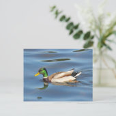 Mallard Duck Briefkaart (Staand voorkant)