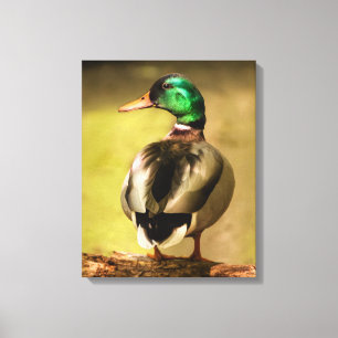 Mallard Duck Canvas Afdruk