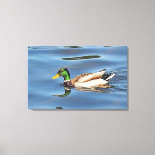 Mallard Duck Canvas Afdruk (Voorkant)