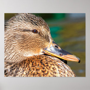 Mallard Duck Close-up-portret Poster