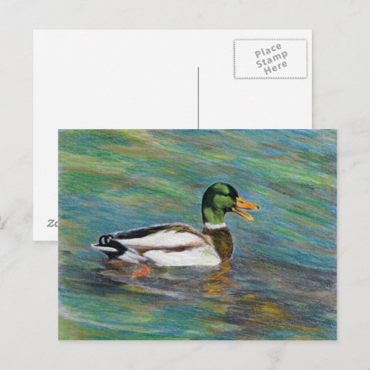 Mallard Duck Colored Pencil Tekening Briefkaart (Voorkant / Achterkant)