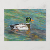 Mallard Duck Colored Pencil Tekening Briefkaart (Voorkant)