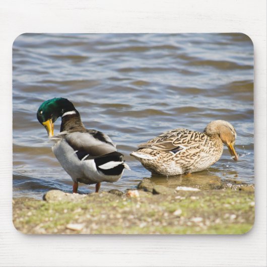 Mallard Duck Couple Muismat (Voorkant)