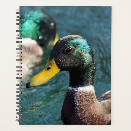 Mallard Duck Daisy Weekly/Monthly Planner (Voorkant)