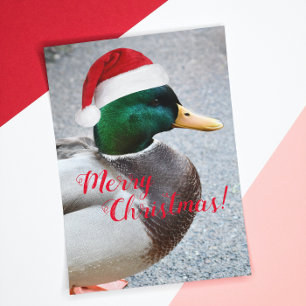 Mallard Duck Dearing Red Santa Hat Holiday Kaart
