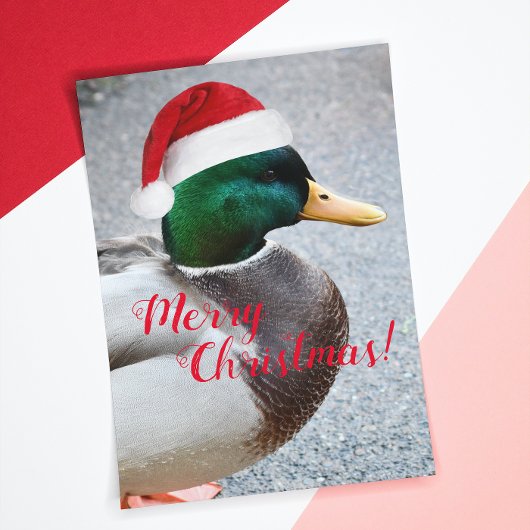 Mallard Duck Dearing Red Santa Hat Holiday Kaart