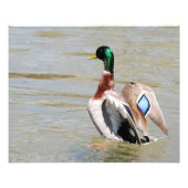 Mallard Duck Diamond Foto Afdruk (Voorkant)
