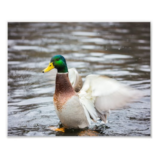 Mallard Duck die zijn woningen droog - Foto afdruk (Voorkant)