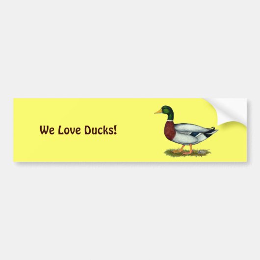 Mallard Duck Drake Bumpersticker (Voorkant)