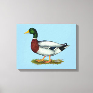 Mallard Duck Drake Canvas Afdruk