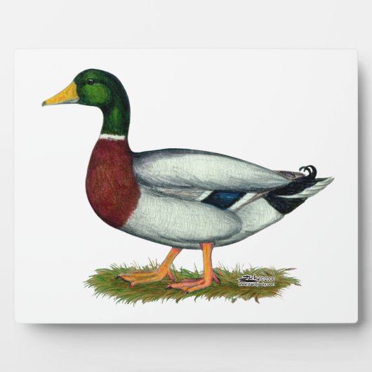 Mallard Duck Drake Fotoplaat (Voorkant)