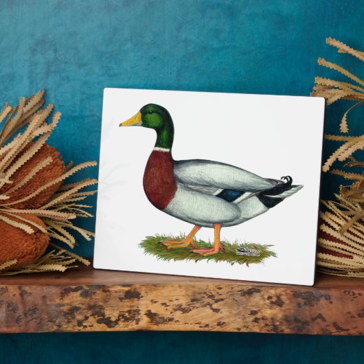 Mallard Duck Drake Fotoplaat (Zijkant)