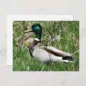 Mallard Duck Drake Greenhead in de Grass Briefkaart (Voorkant / Achterkant)