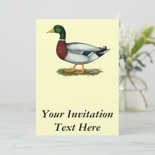 Mallard Duck Drake Kaart (Staand voorkant)