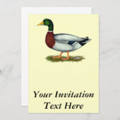 Mallard Duck Drake Kaart (Voorkant / Achterkant)