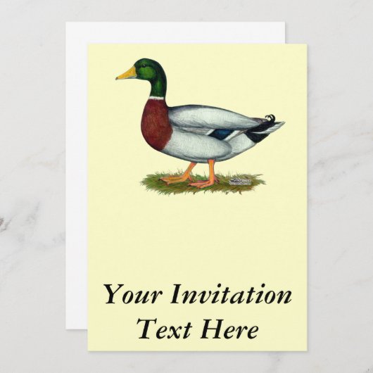 Mallard Duck Drake Kaart (Voorkant / Achterkant)