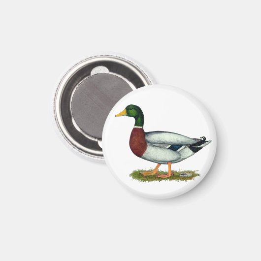 Mallard Duck Drake Magneet (Voorkant / Achterkant)