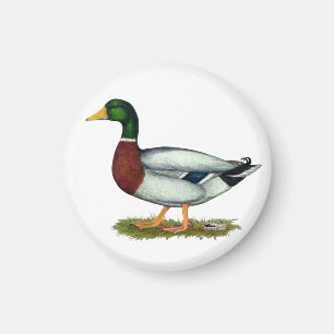 Mallard Duck Drake Magneet
