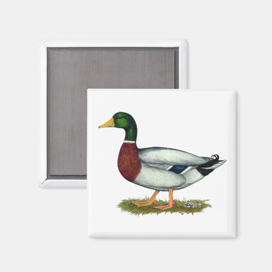 Mallard Duck Drake Magneet (Voorkant / Achterkant)