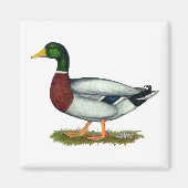 Mallard Duck Drake Magneet (Voorkant)