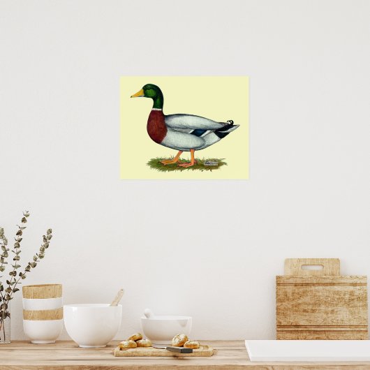 Mallard Duck Drake Poster (Keuken)