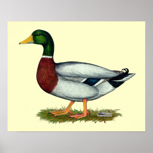Mallard Duck Drake Poster (Voorkant)