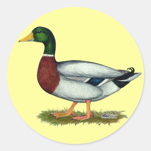 Mallard Duck Drake Ronde Sticker (Voorkant)