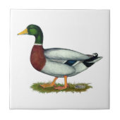 Mallard Duck Drake Tegeltje (Voorkant)