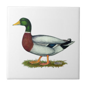 Mallard Duck Drake Tegeltje