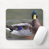 Mallard Duck Drake Water Foto Muismat (Met muis)