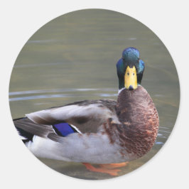 Mallard Duck Drake Water Foto Ronde Sticker