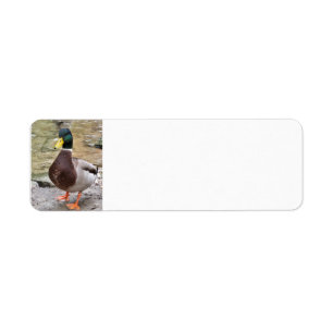 Mallard Duck Etiket