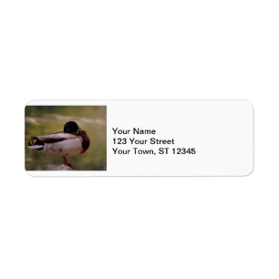 Mallard Duck Etiket