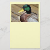 Mallard Duck Flyer (Voorkant)